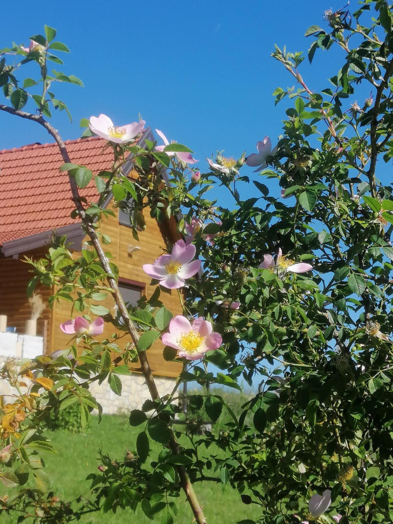 Tarin Zov Apartamento Kaludjerske Bare Exterior foto